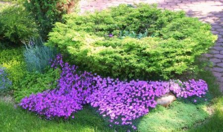 Phlox priemvormig - planten en verzorgen, foto