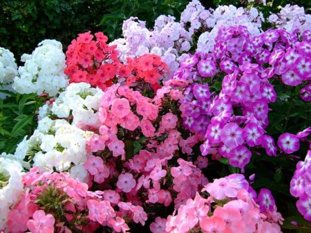 Phlox - landing at pangangalaga