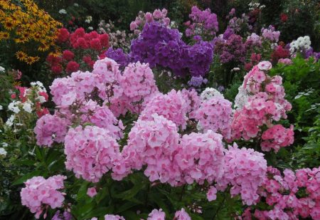 Phlox - planten en verzorgen in de volle grond