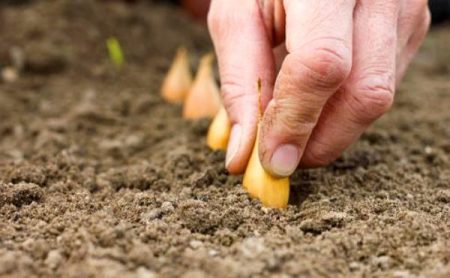 Hoe u plantuien te behandelen voor het planten van ziekten