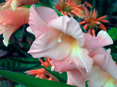 vakker gladioli i hagen