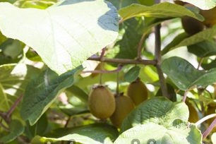 Lumalagong kiwi mula sa mga buto sa bahay