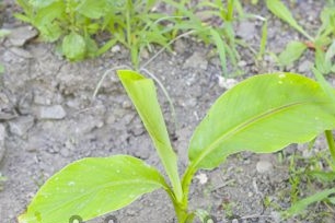 Mga tampok ng lumalagong saging sa bahay