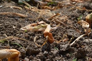 Uien - planten, groeien en verzorgen