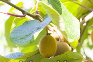 Paano palaguin ang kiwi sa detalyadong paglalarawan sa bahay