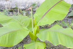 Paano palaguin ang saging sa detalyadong paglalarawan ng bahay