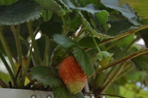 Aardbeien in pot