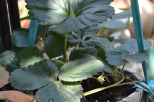 Siguraduhing pakainin ang mga strawberry sa mga kaldero tungkol sa 1 oras sa 2 linggo na may kumplikado o organikong mga pataba