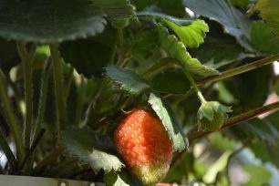 Potted Strawberry Care