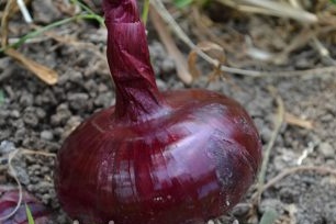 Hoe uien te telen: planten, groeien en verzorgen