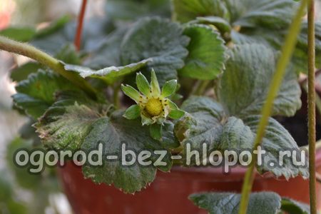 Aardbeien kweken in potten in het land