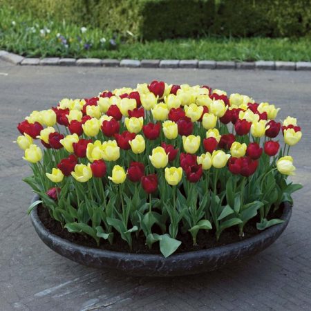 Når de graver opp tulipaner etter blomstring og når de skal plante