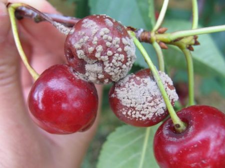 Namumulaklak si Cherry ngunit hindi nagbunga