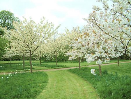 Kersenbloesem, maar draagt ​​geen vrucht - wat te doen