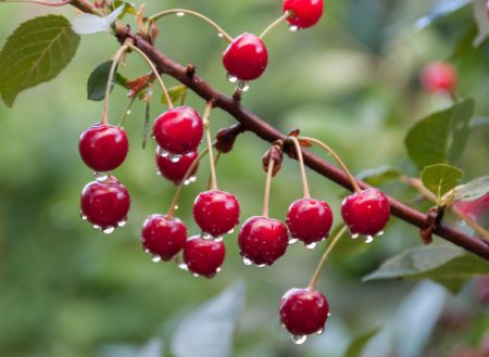 Namumulaklak si Cherry ngunit walang prutas