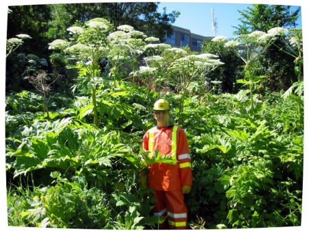 Hvordan håndtere hogweed i landet