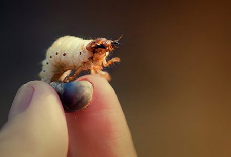 Hvordan håndtere Maybug-larver