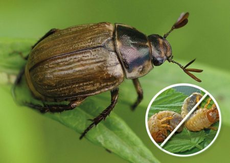 Paano haharapin ang larvae ng Maybug sa hardin