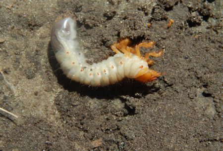 Paano makitungo sa Maybug larvae ang iyong sarili