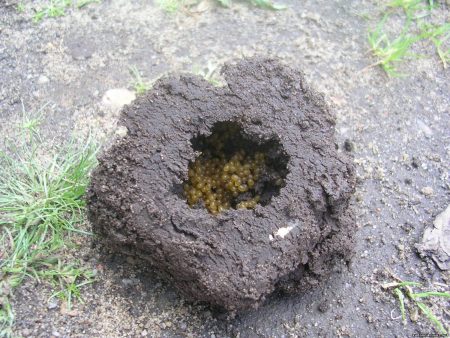 Hoe om te gaan met een beer in de tuin