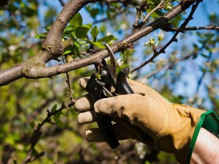 Paano mag-aalaga ng mga cherry sa tagsibol, upang mayroong isang mahusay na ani