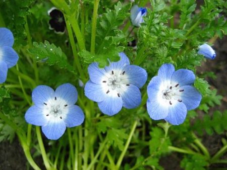 Nemophila