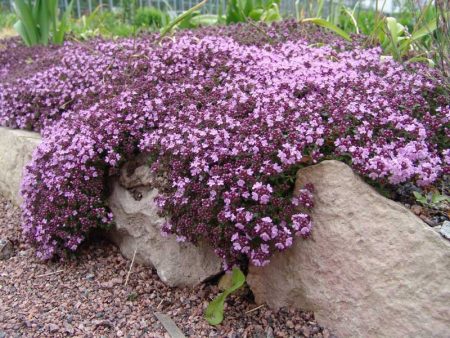 Thyme - paglilinang ng lupa sa mga suburb