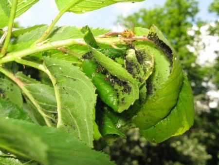 Aphid sa isang cherry - kung paano mapupuksa