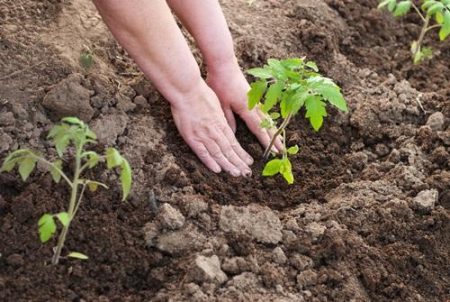 Hoe tomaten te bemesten na het planten in de grond