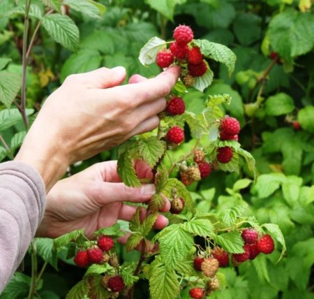 lente frambozenverzorging