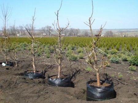 kersenbomen in het voorjaar