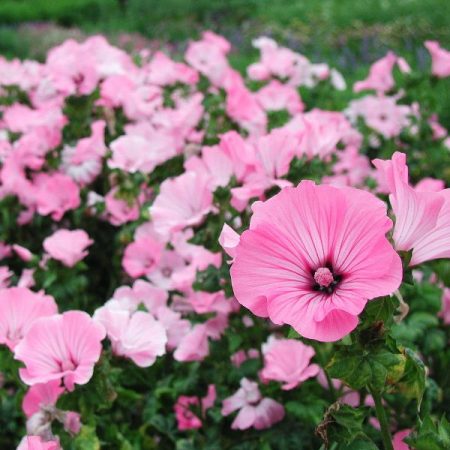 rosa lavatera