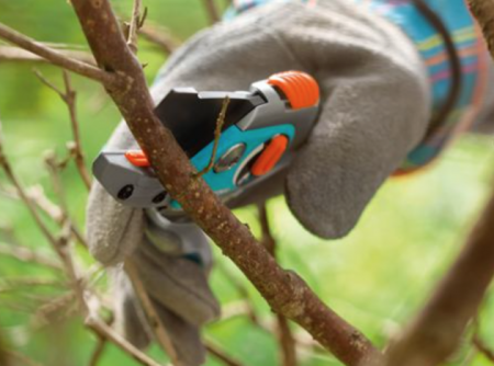 tips voor doorgewinterde frambozentuinders in het voorjaar