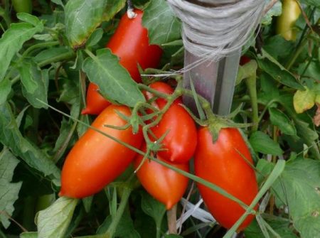 mga review ng tomato koenigsberg crop photo