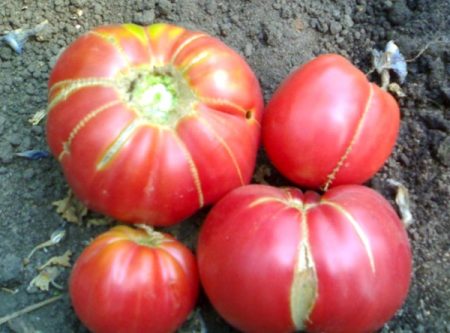 Tomatmormors hemmelighet om kultiveringen hans og anmeldelser om ham