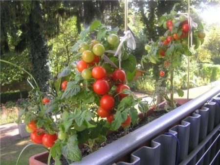 kamatis sanka sa windowsill