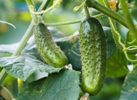 Bagged Cucumber: Lumalagong