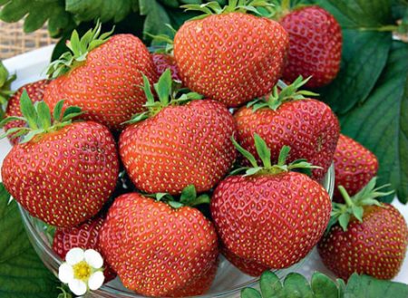 Strawberry Shelf: paglalarawan ng grado, larawan