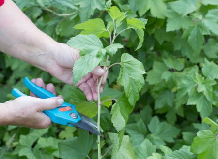 Zwarte bes: vermeerdering door stekken in de zomer