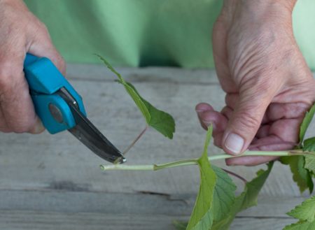 Voortplanting van zwarte bessen door stekken