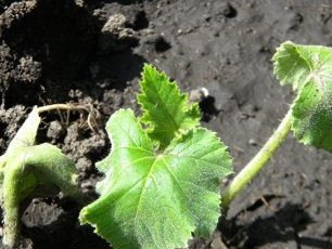 Squash frøplanter