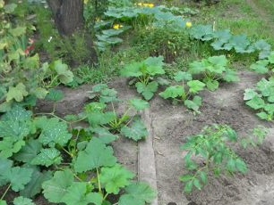 courgette i hagen med svart jord