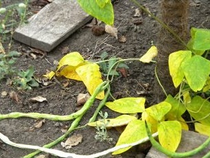 Mga Signal Bean Pods