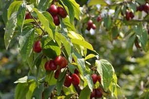 Dogwood - planting og stell på hytta