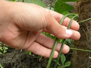 Paano palaguin ang Whig Vegetable Whig (Chinese Beans)