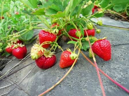 Aardbeien planten in de herfst: hoe