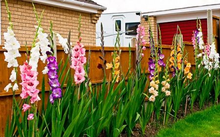 Kailan maghukay ng gladioli at mag-imbak