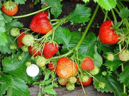 Aardbeien planten in de herfst: hoe