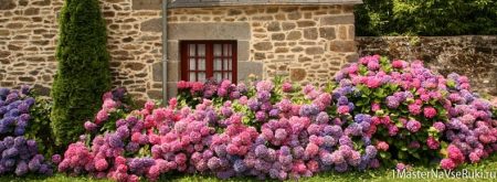 Hvordan transplantere hortensia om høsten til et nytt sted