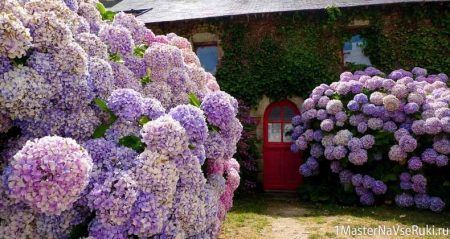 Hoe hortensia in de herfst te transplanteren naar een nieuwe plek